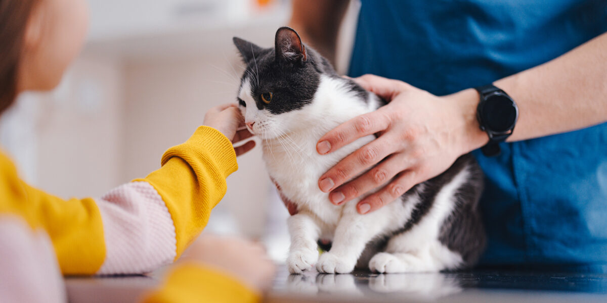 Pharmaca Fennica Veterinaria -verkkopalvelu saatavilla integroituna MAXXiin